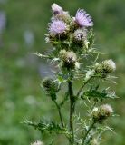 Cirsium polyacanthum