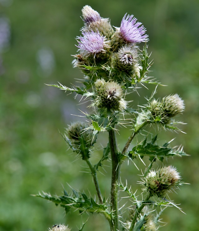 Изображение особи Cirsium polyacanthum.