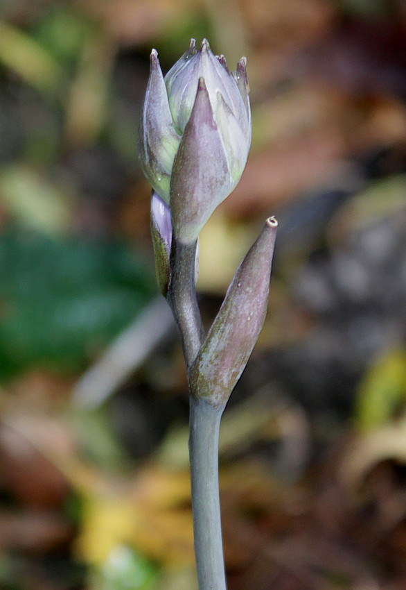 Image of Hosta fortunei specimen.