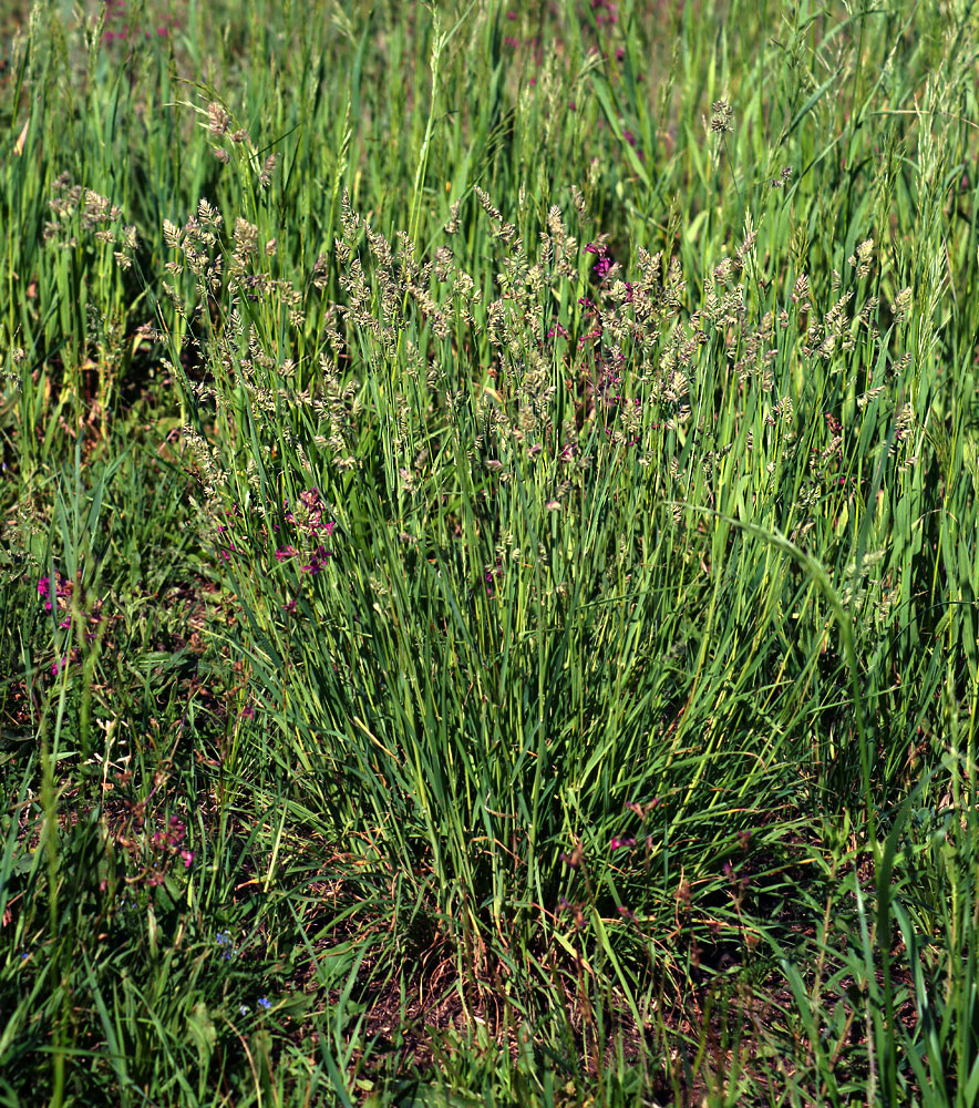 Изображение особи Dactylis glomerata.