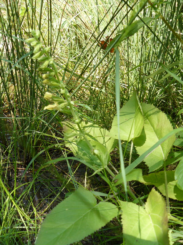 Изображение особи Salvia glutinosa.