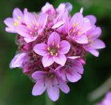 Armeria maritima. Соцветие.