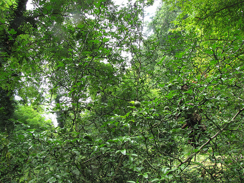 Image of Poncirus trifoliata specimen.