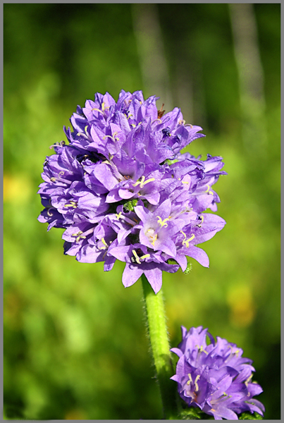 Image of Campanula cervicaria specimen.