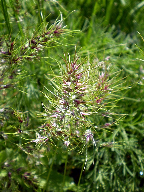 Изображение особи Poa bulbosa ssp. vivipara.