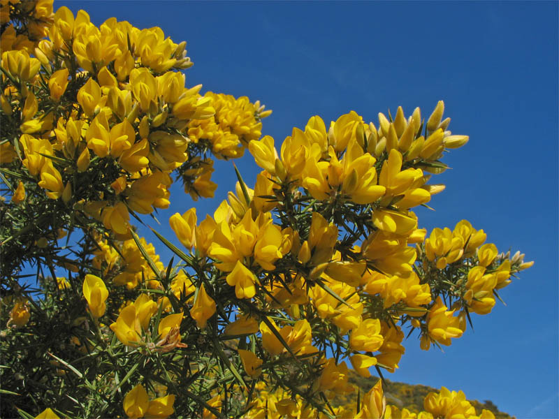 Image of Ulex europaeus specimen.
