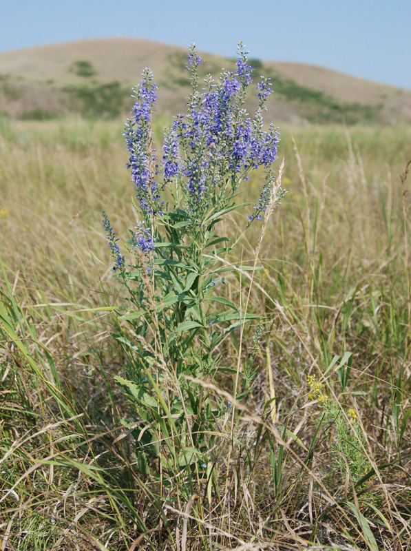 Image of Veronica spuria specimen.