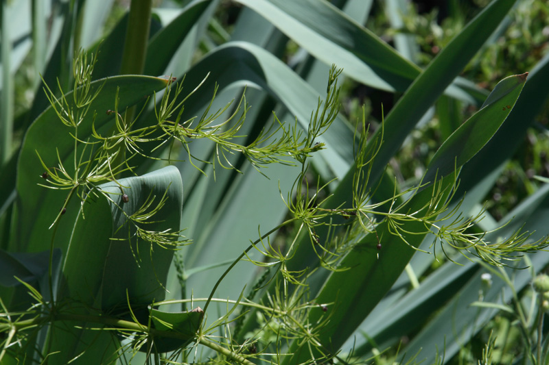 Изображение особи Asparagus neglectus.