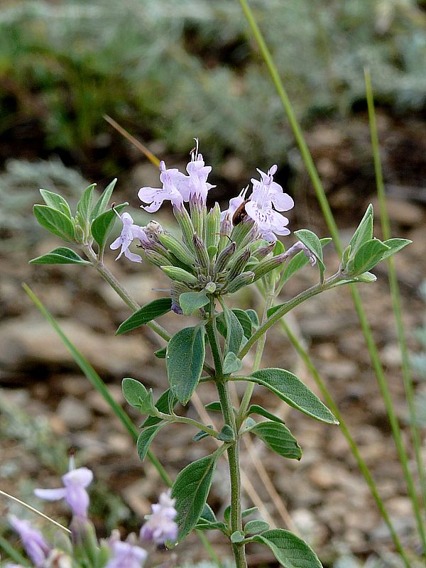 Image of Ziziphora clinopodioides specimen.