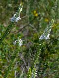 Veronica pinnata. Верхушки цветущих растений. Восточно-Казахстанская область, берег Усть-Каменогорского водохранилища. 08.08.2009.