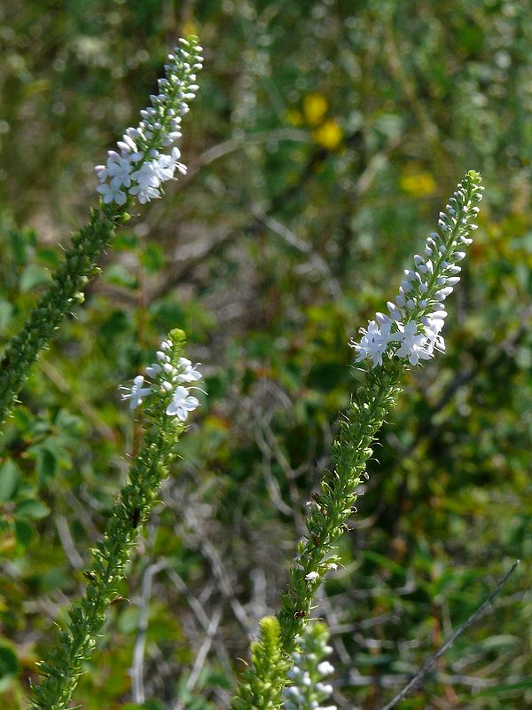 Image of Veronica pinnata specimen.
