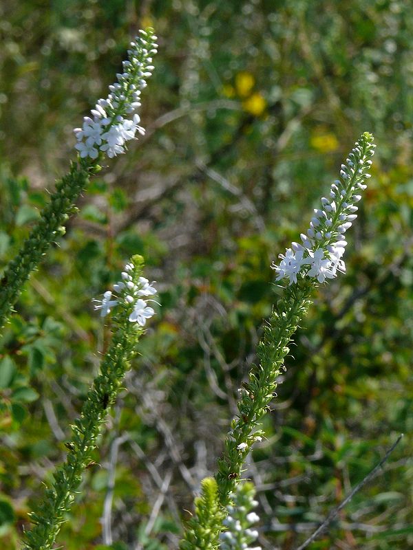 Изображение особи Veronica pinnata.