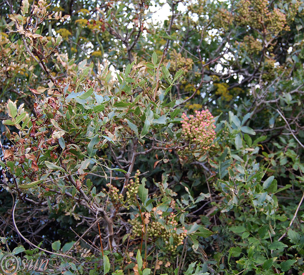 Image of Pistacia mutica specimen.