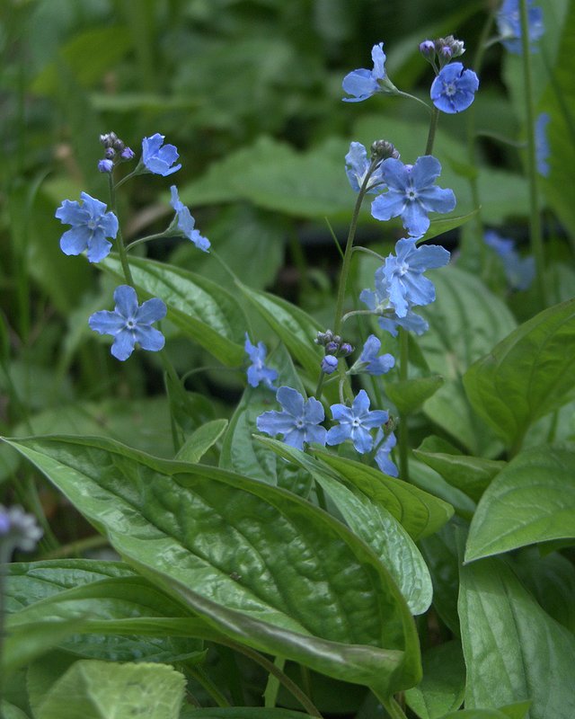 Изображение особи Omphalodes verna.