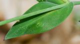 Silene behen