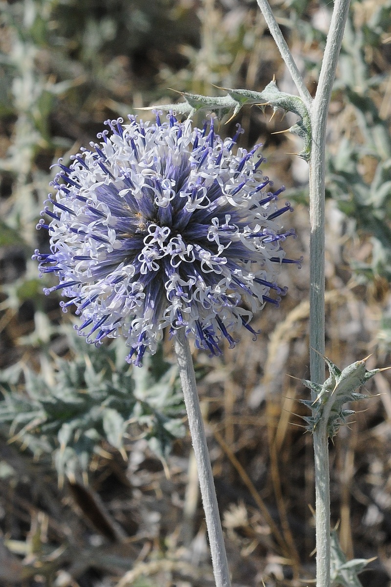 Изображение особи Echinops albicaulis.