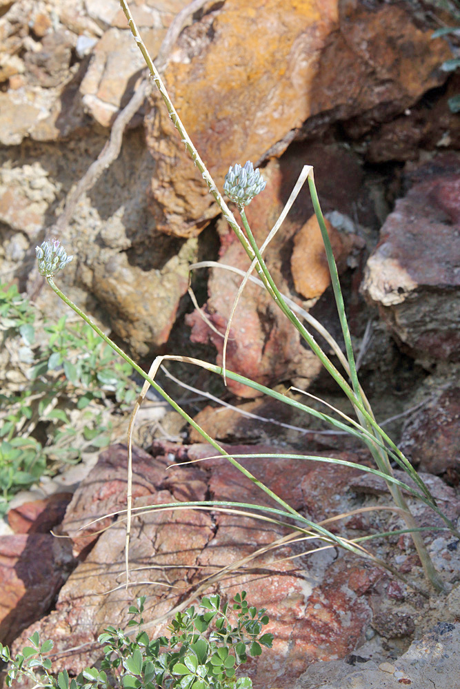 Image of Allium filidens ssp. ugami specimen.