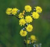 genus Pilosella. Верхушка цветущего растения. Московская обл., Раменский р-н, окр. ж.-д. платформы Хрипань, залежь, окраина поля. 07.06.2015.