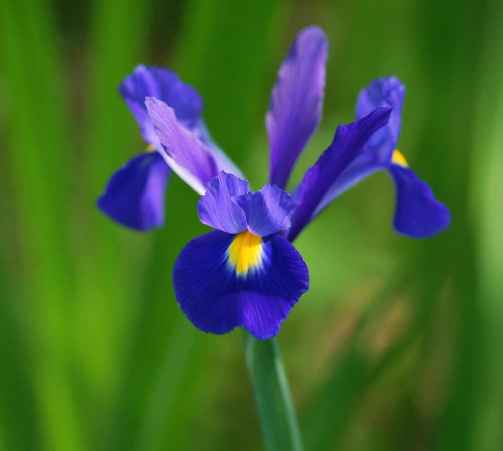 Image of Iris &times; hollandica specimen.