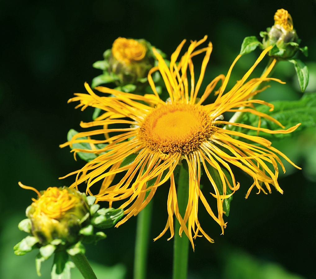 Изображение особи Telekia speciosa.