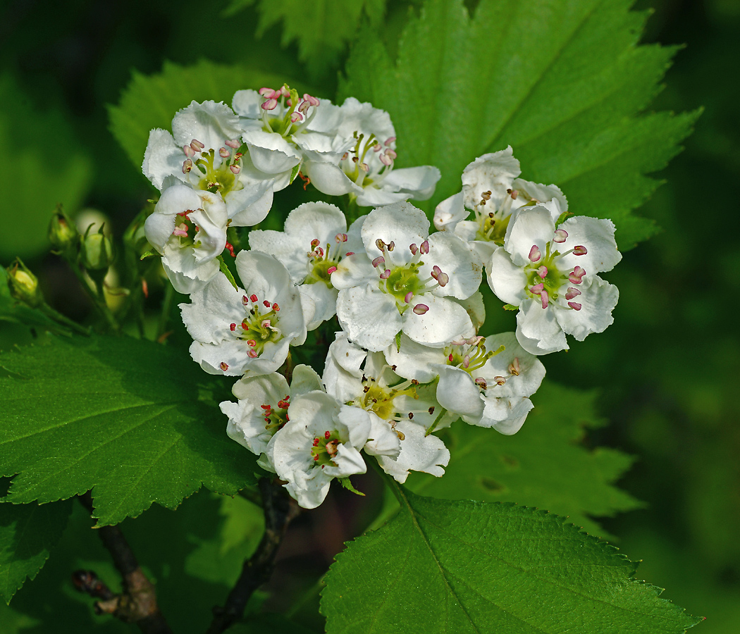Изображение особи род Crataegus.