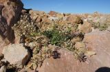 Alyssum oschtenicum. Плодоносящие растения. Кавказский биосферный заповедник, склон горы Оштен, ≈ 2400 м н.у.м., каменистая россыпь из известняка с участием мрамора и вкраплений и жил кальцита. 17.10.2015.