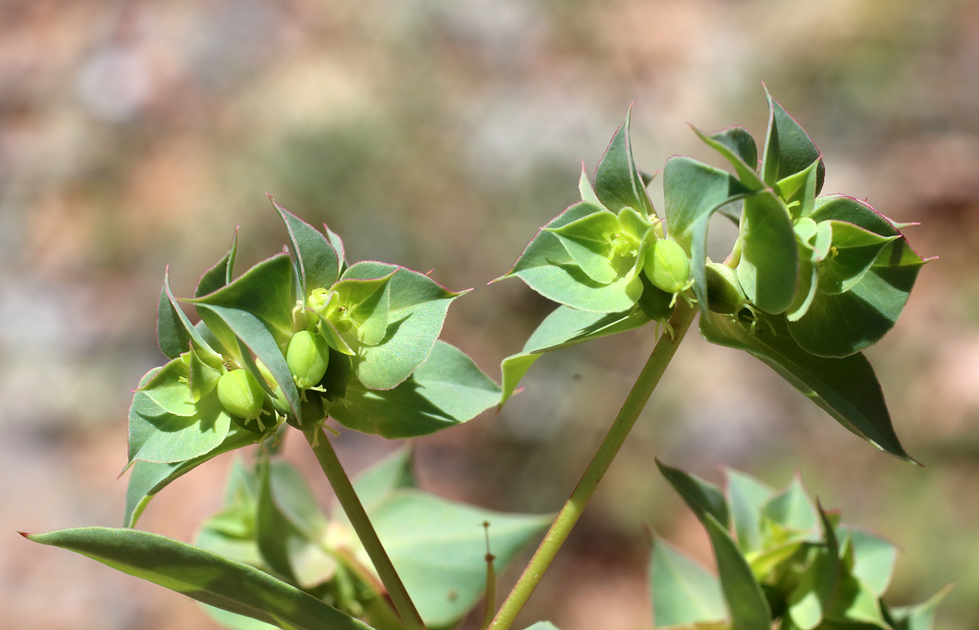 Image of Euphorbia falcata specimen.
