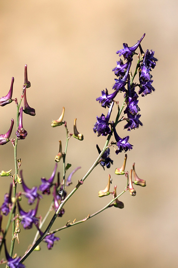 Image of Delphinium albomarginatum specimen.