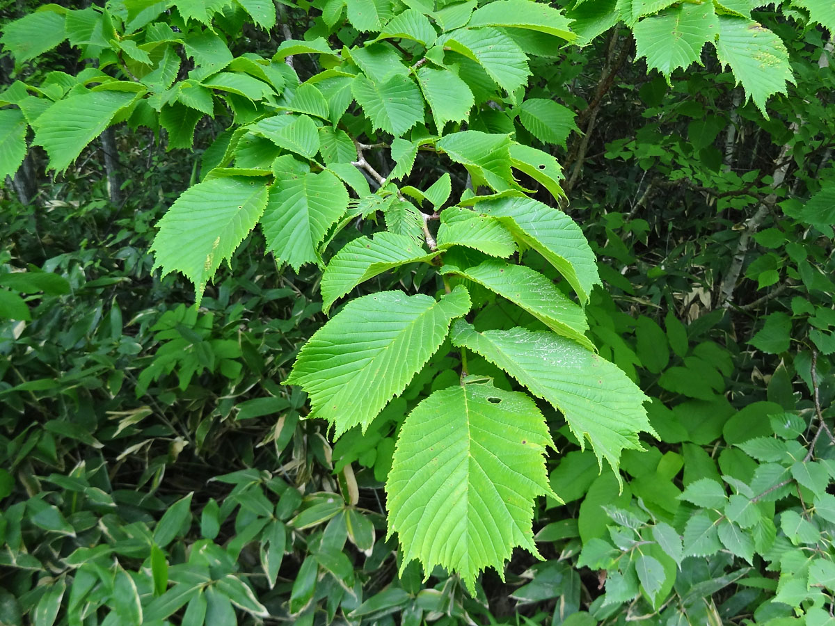 Изображение особи Ulmus laciniata.