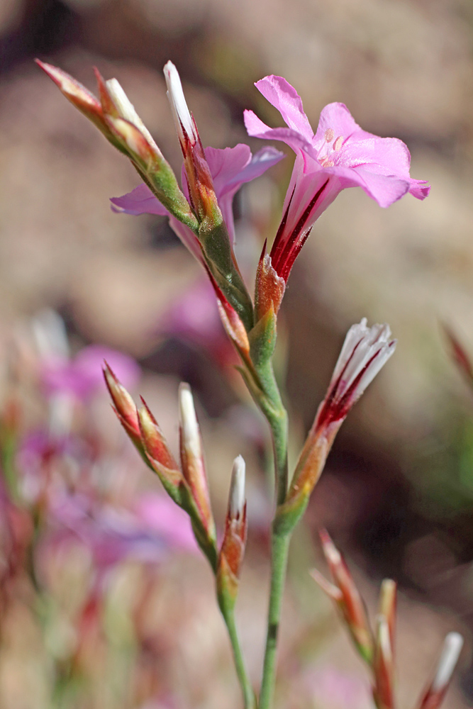 Image of Acantholimon alberti specimen.