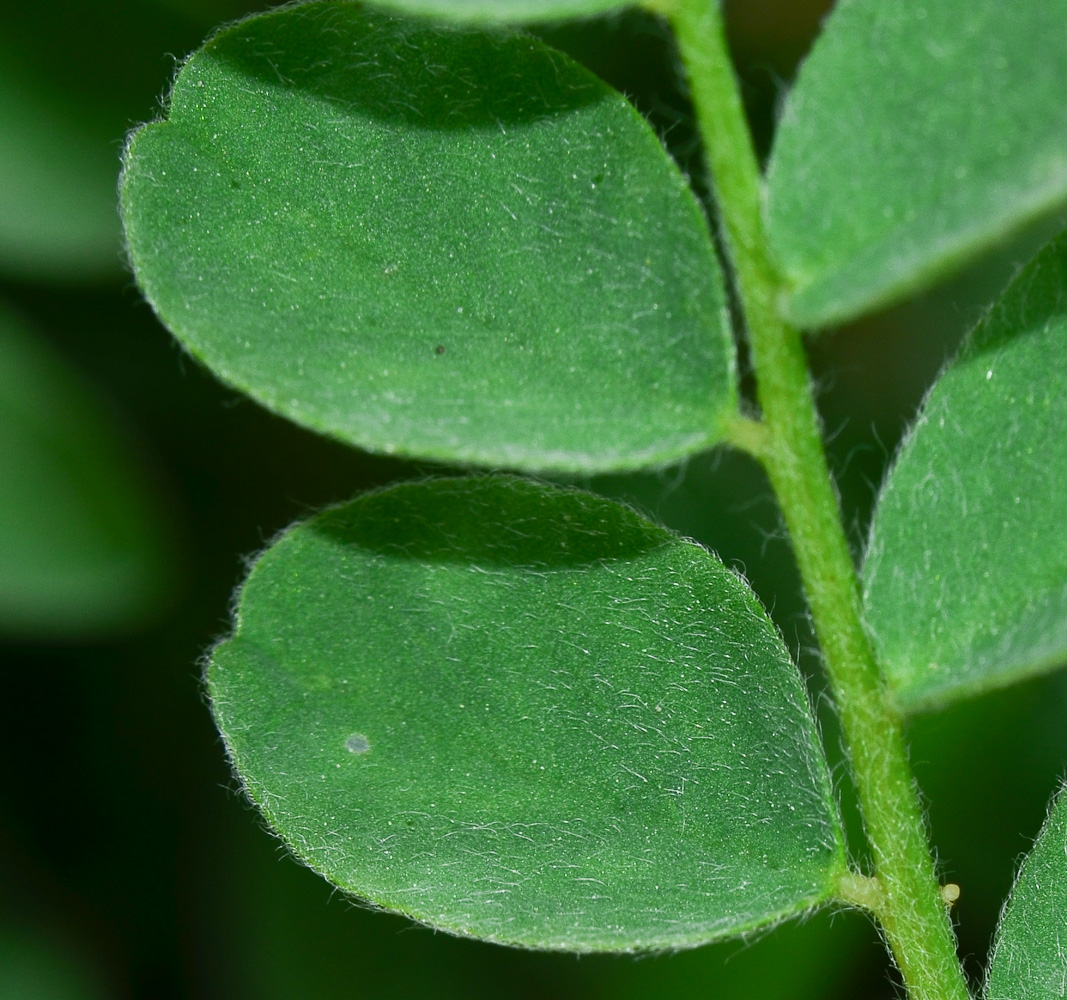 Изображение особи Astragalus macrocarpus.