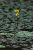 Utricularia macrorhiza. Цветущее растение. Приморский край, Партизанский р-н, окр. с. Новая Сила, старица в долине р. Партизанской на правом берегу, образует сообщество с нимфейником и водяным орехом. 23.08.2015.