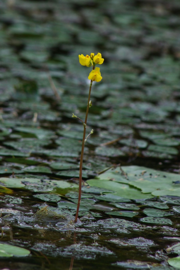 Изображение особи Utricularia macrorhiza.