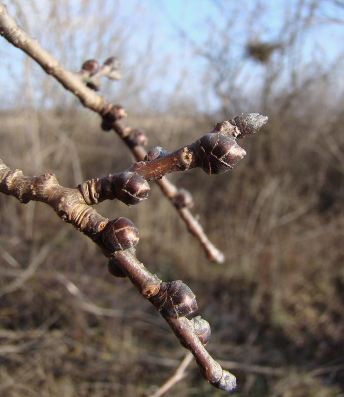 Изображение особи Ulmus minor.