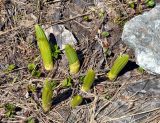 Veratrum lobelianum. Молодые побеги. Карачаево-Черкесия, окр. пос. Архыз, долина р. София, ≈ 2000 м н.у.м., поляна вблизи ледника. 18.06.2015.