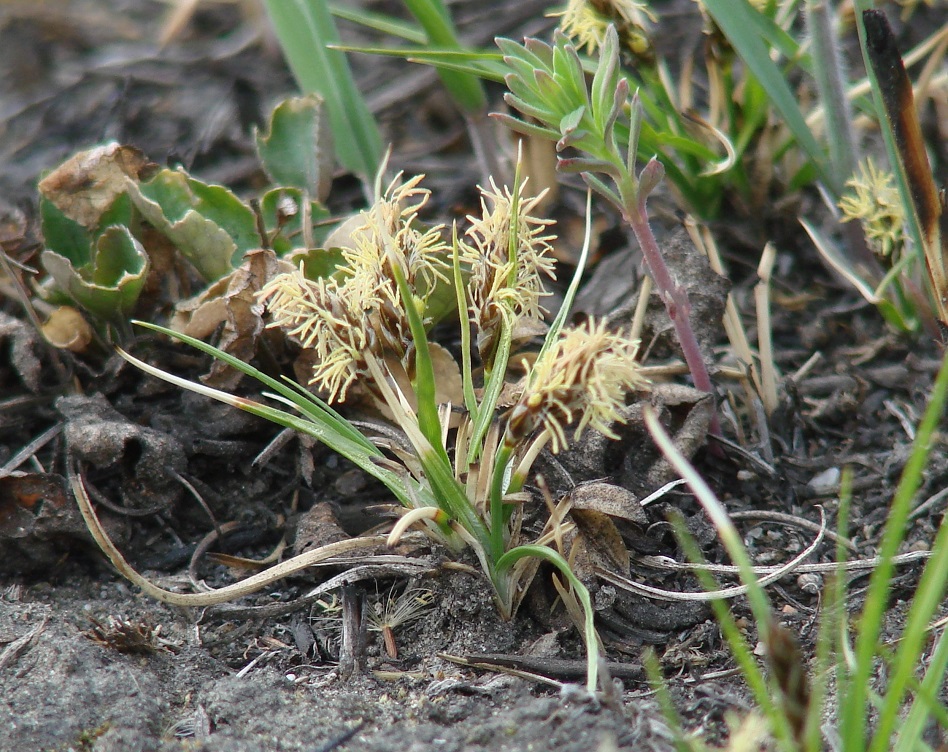 Изображение особи Carex duriuscula.