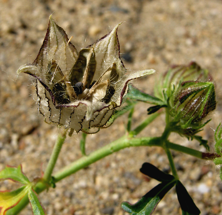 Image of Hibiscus trionum specimen.