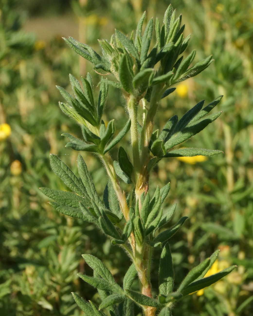 Image of Dasiphora fruticosa specimen.