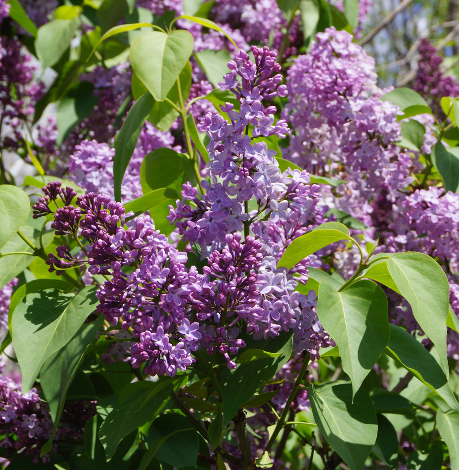 Image of Syringa vulgaris specimen.