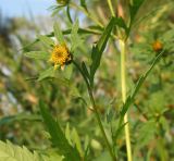 Bidens tripartita