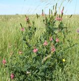 Onobrychis viciifolia