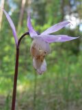 Calypso bulbosa. Цветок. Свердловская обл., окр. г. Североуральск, травяно-моховой сосняк с елью на известняках. 15.06.2008.