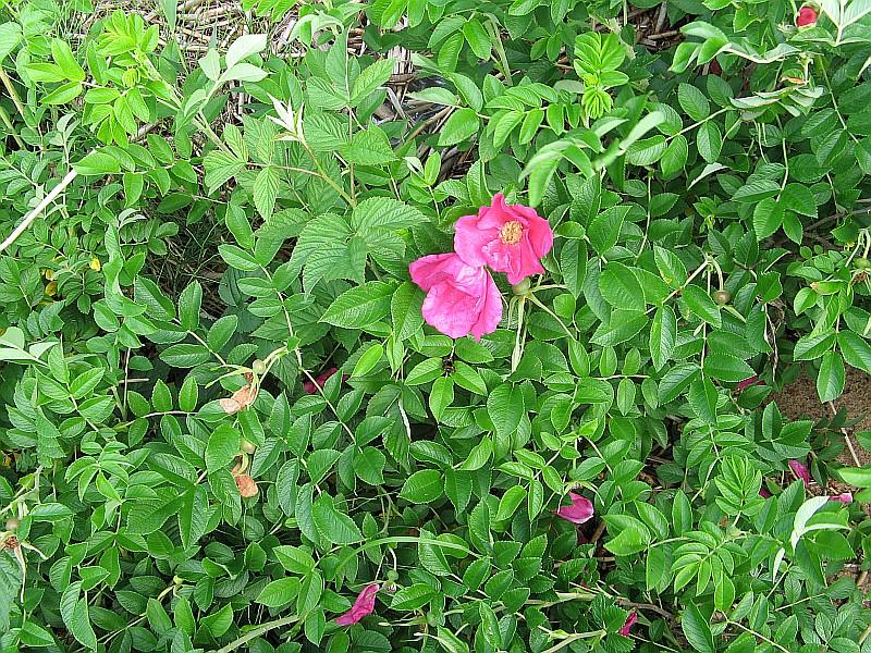 Image of Rosa rugosa specimen.