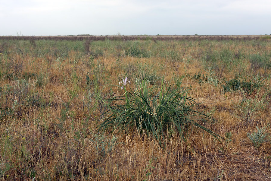 Image of Iris songarica specimen.