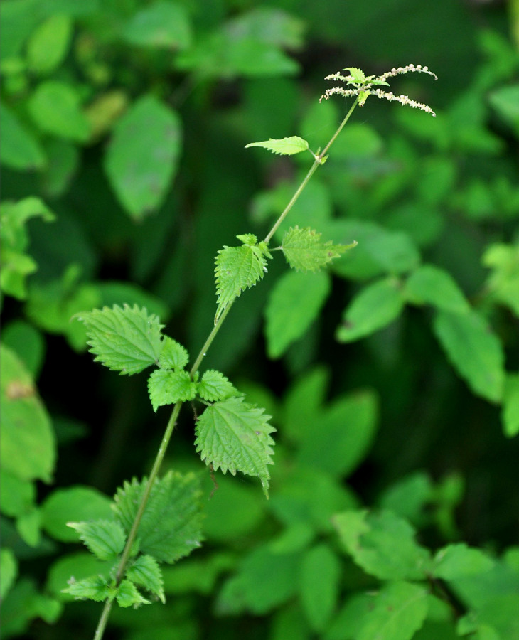 Image of Urtica laetevirens specimen.