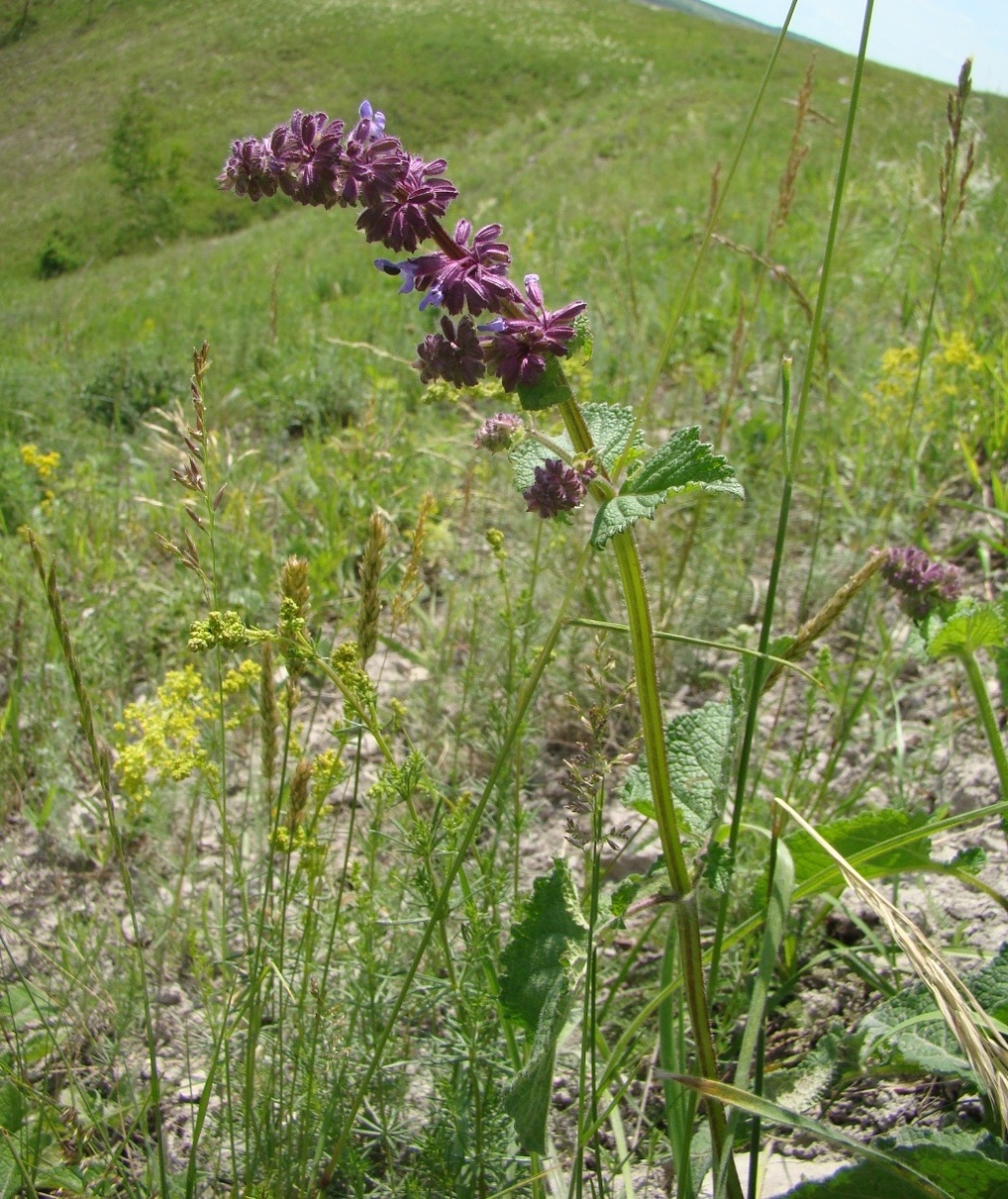 Image of Salvia verticillata specimen.