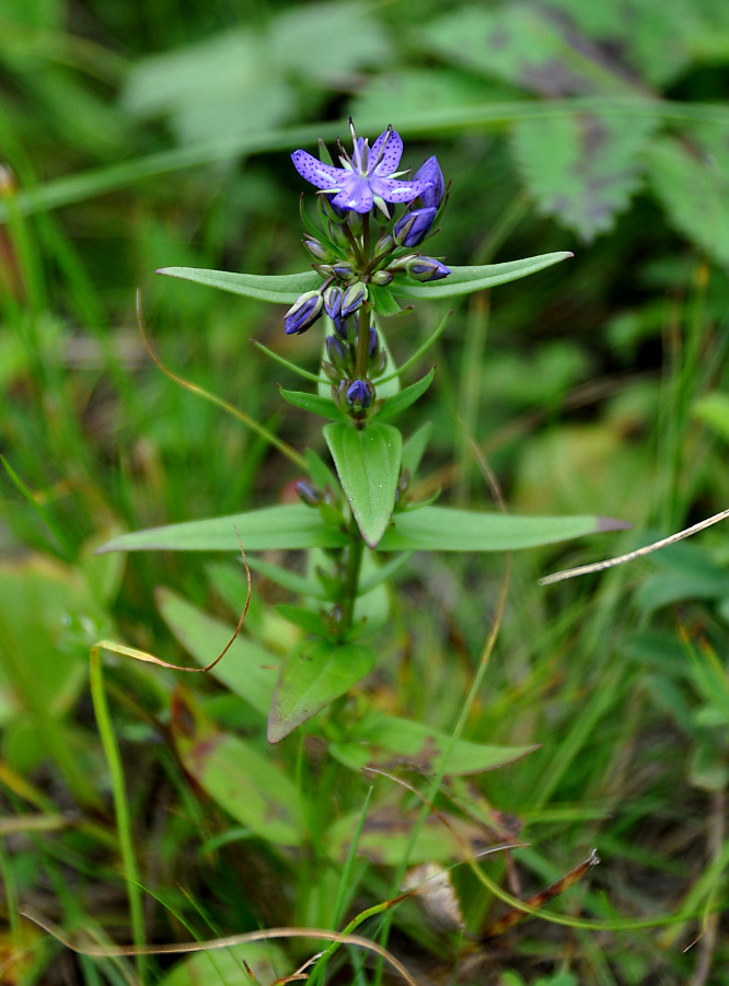 Image of Ophelia tetrapetala specimen.