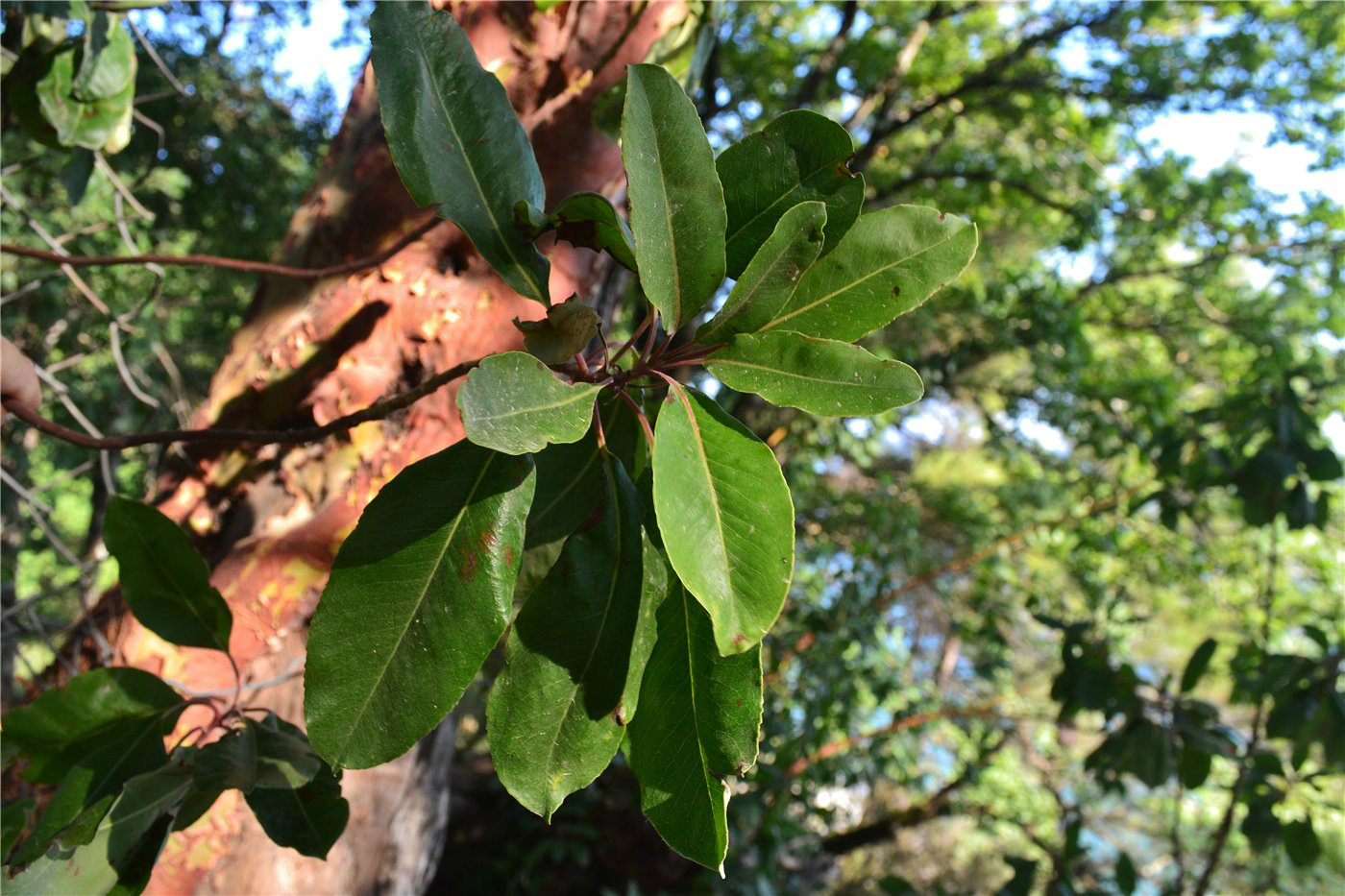 Изображение особи Arbutus andrachne.