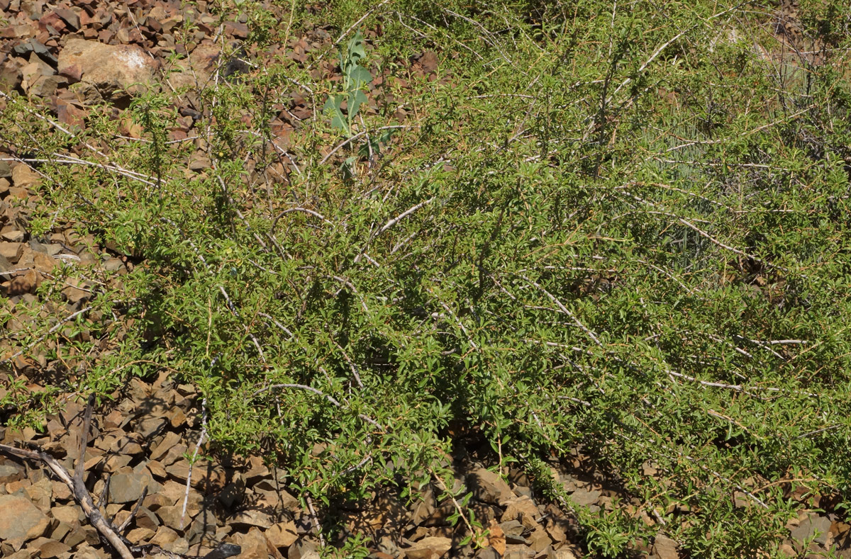 Image of Cerasus tianshanica specimen.