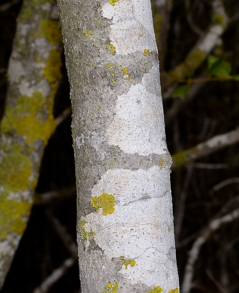 Image of Phillyrea latifolia specimen.